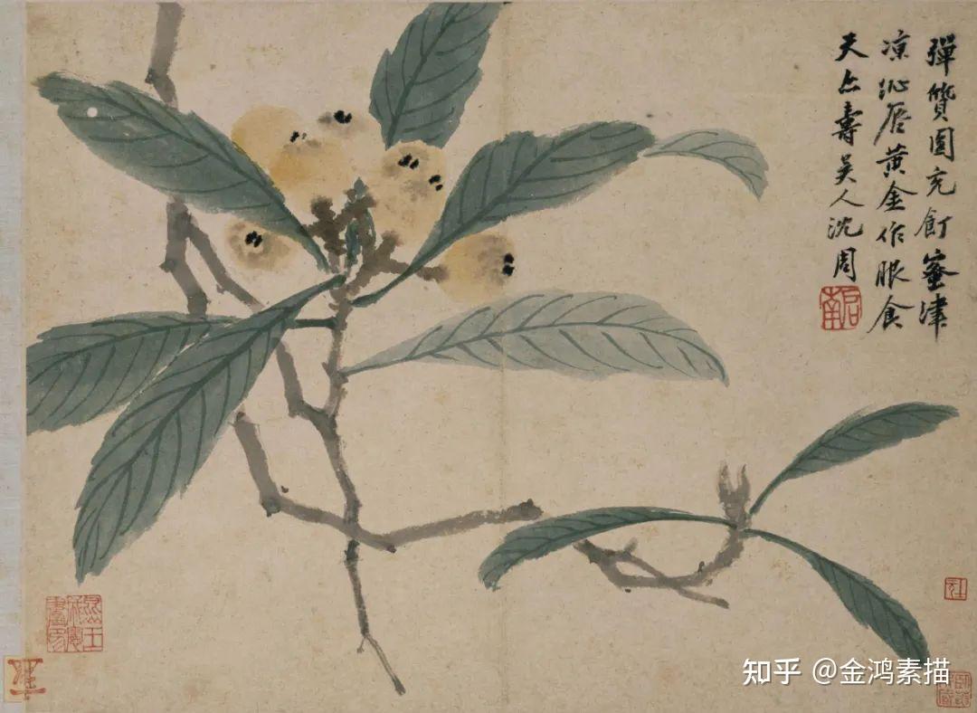 历代名家画枇杷,珠圆玉润 - 知乎