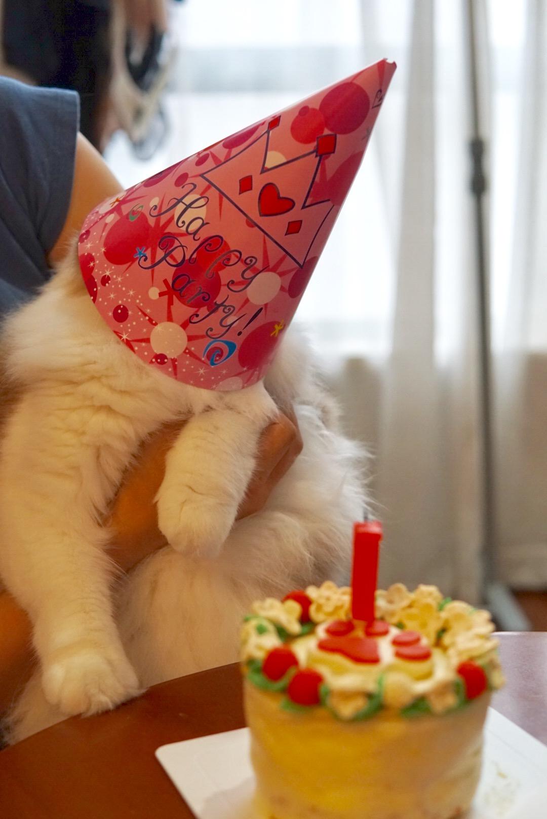 生日猫 库存图片. 图片 包括有 盖帽, 空白, 背包, 小猫, 几年, 全部赌注, 似猫, 纯血统, 生日 - 64985353