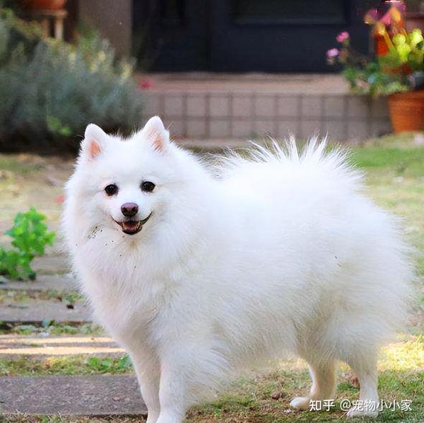 为什么养“银狐犬”的人很少?原来是这几点让人难以接受 - 知乎