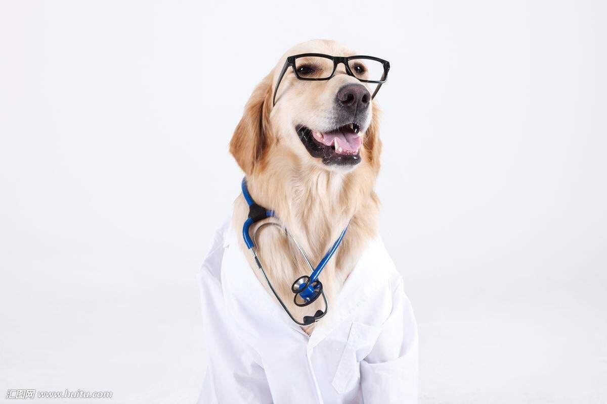 宠物疾病犬瘟热—预防和案例演讲