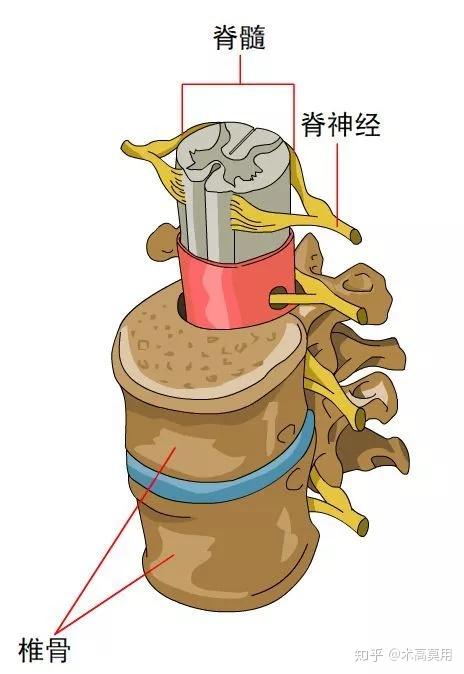 典传筋骨发劲脊柱一条大龙功夫高层次的必经之路