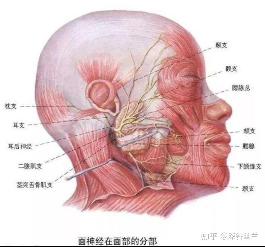 美容养生塑造健康美 第一章 面