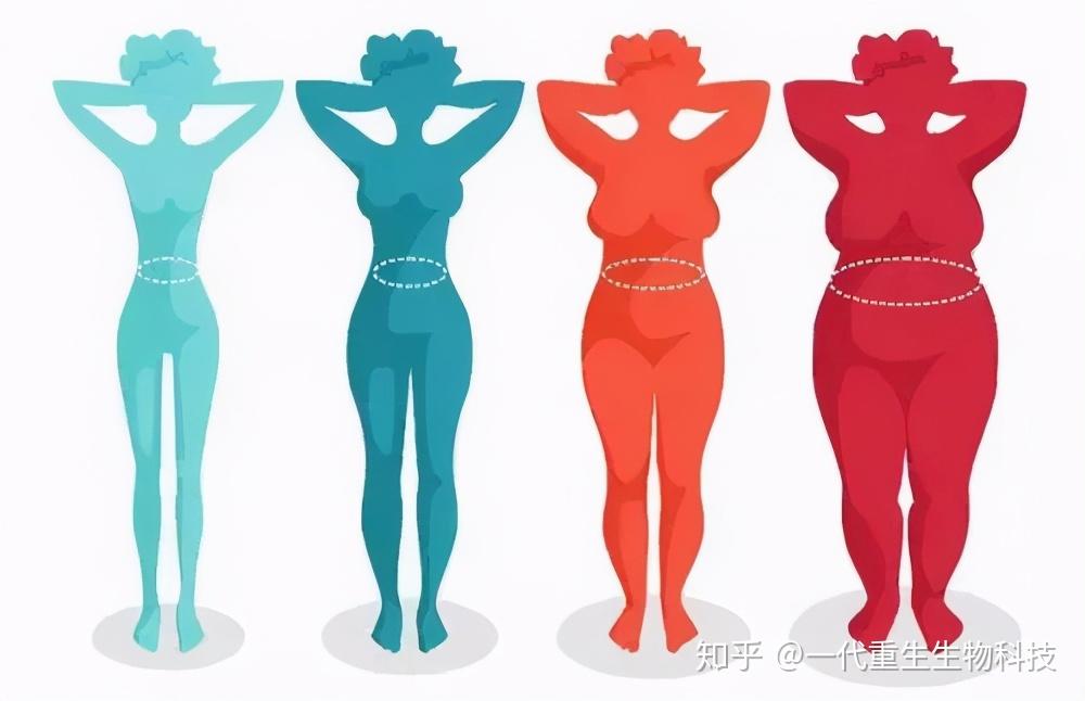 外行减体重内行减体脂减肥应该从计算体脂率开始