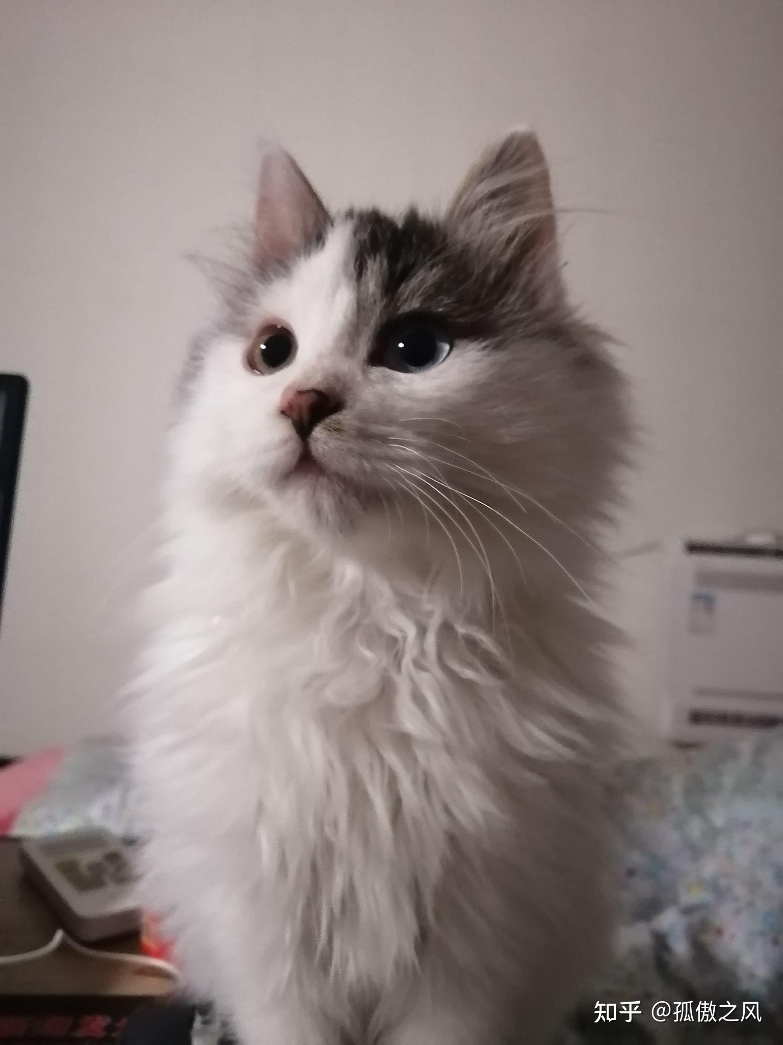 布偶和狮子猫串串是什么样子呀