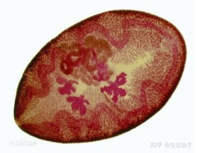 症状:寄生于犬,猫肺脏和气管而引起的肺吸虫病又名肺蛭病,常见的临床