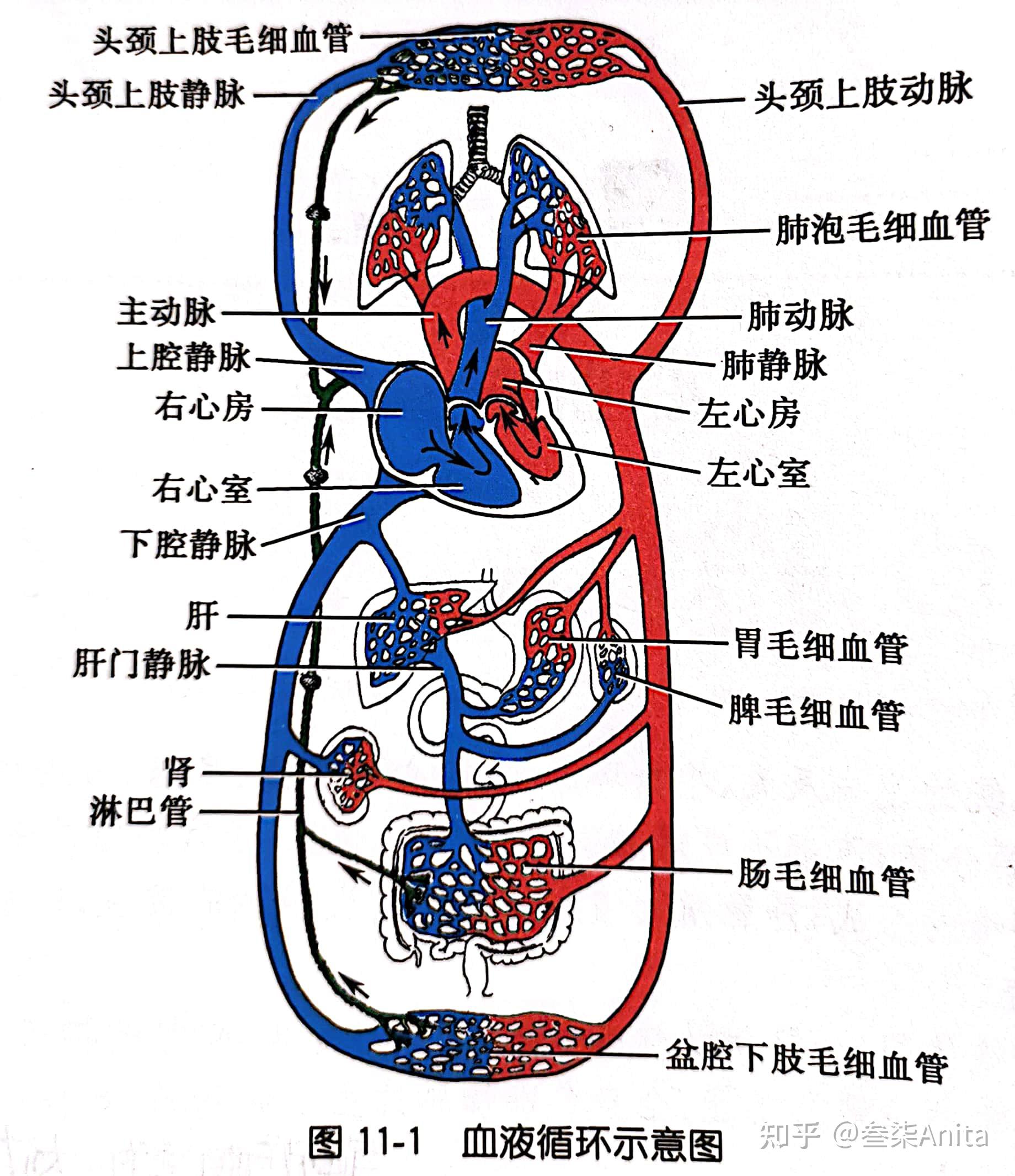 人体循环系统组成图片