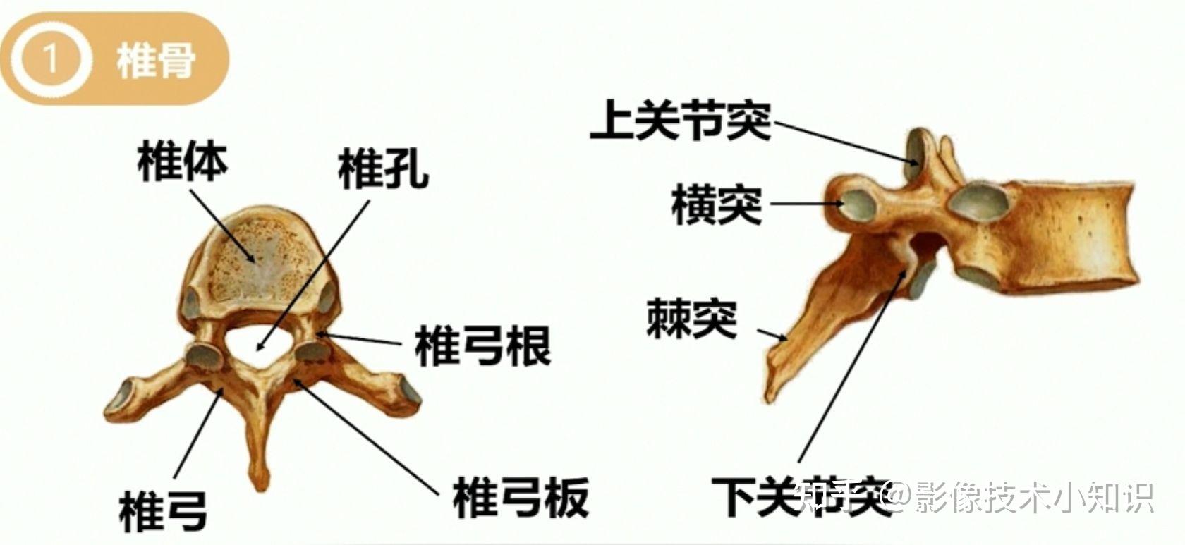脊柱CT解剖 - 知乎