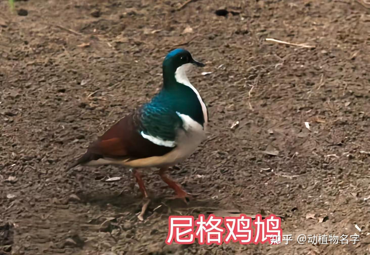 99图带你走进鸠鸽科鸟类的世界 - 知乎