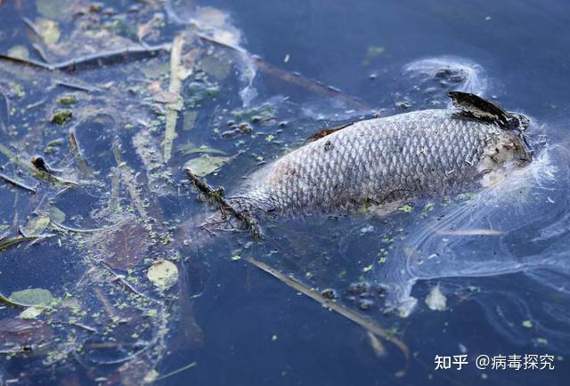 水体污染如何消毒水体成难题,这些常规方法你都了解吗? - 知乎