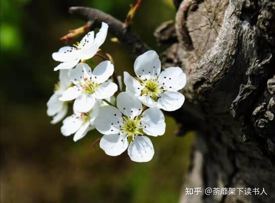 棠梨花盛开的时候(十) - 知乎