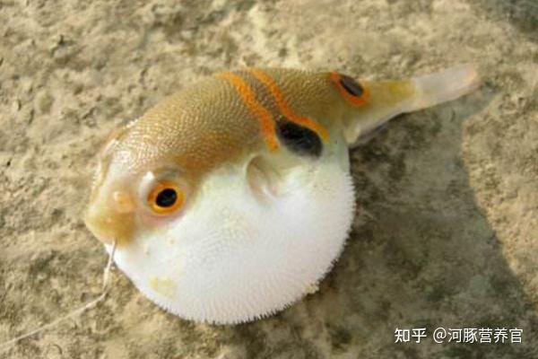 河豚为什么逆流而上产卵