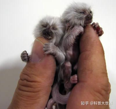 世界最大的猴子