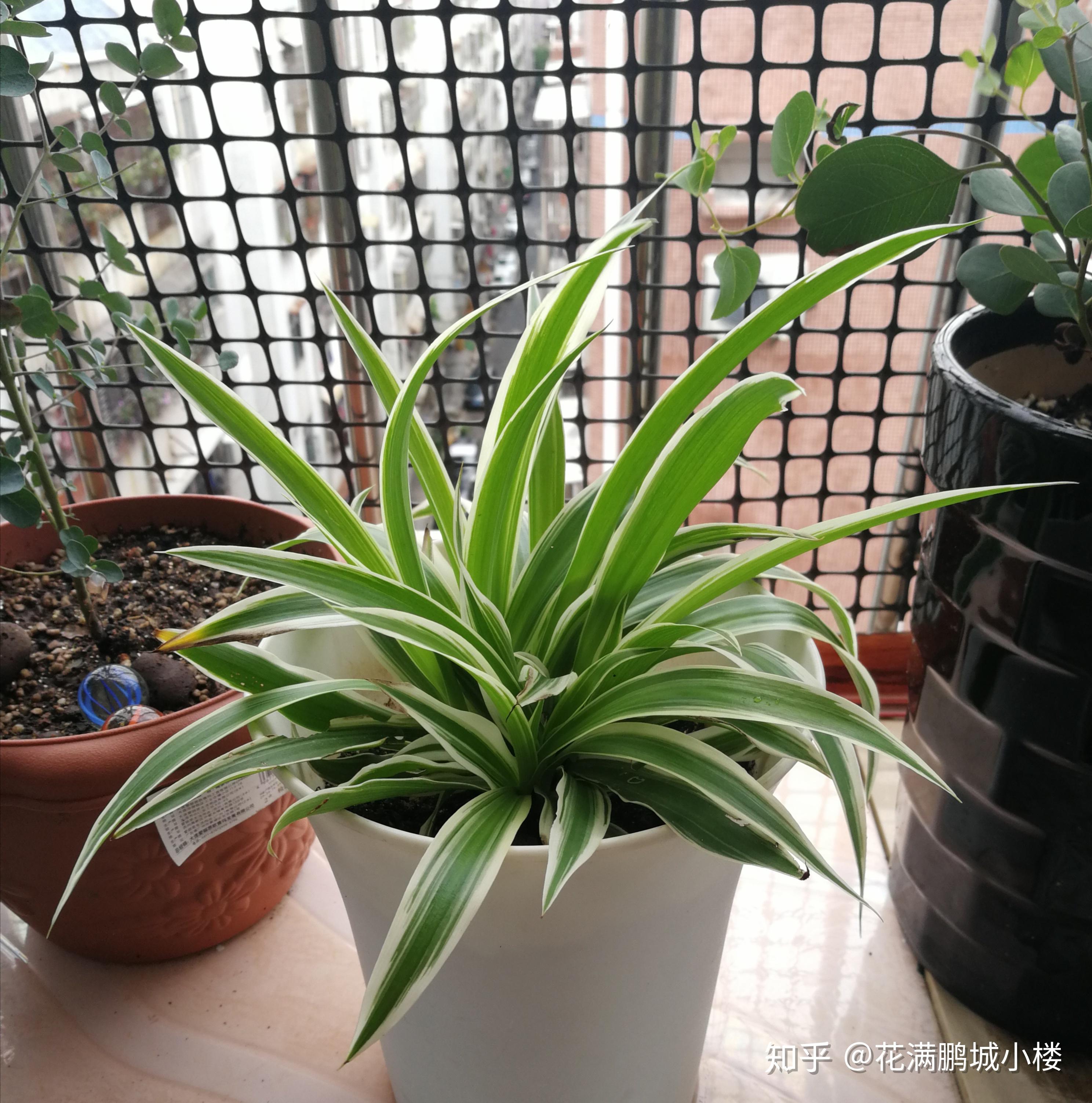 吊兰居家必养的美观植物