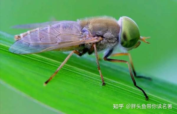 《牛虻》读书笔记（下）—无论生死永远快乐的牛虻 知乎 
