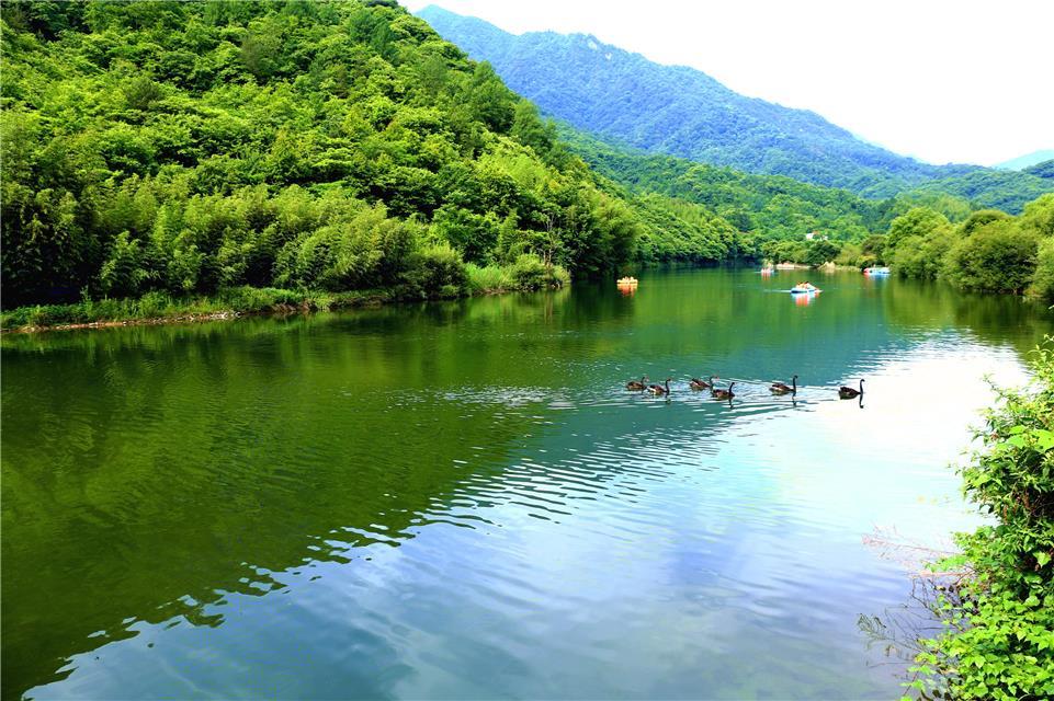 茶香四月走阳坝