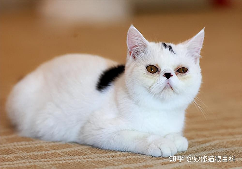 异国短毛猫成年图片