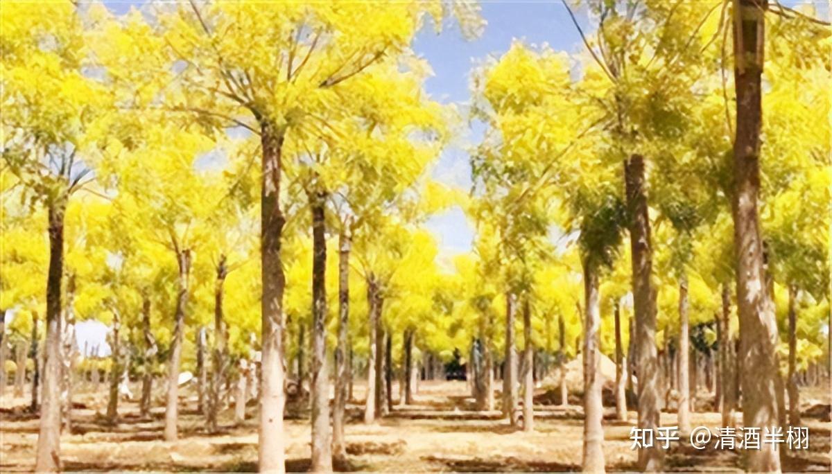 俗话说“5树进门,家宅不宁”,5种树不要种家里,哪五种? - 知乎