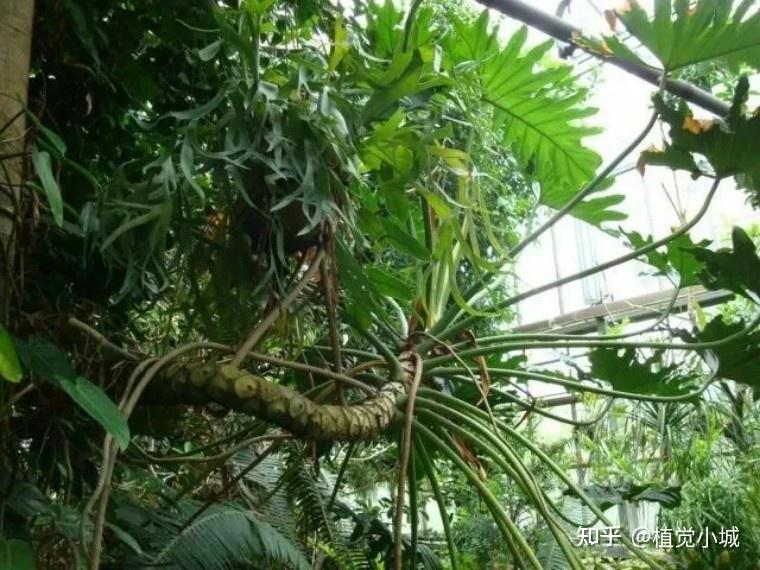 100种观叶植物 | No.17 春羽养护攻略 - 知乎