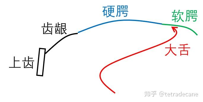 从零开始教你弹舌(大舌音)的终极法宝 - 知乎