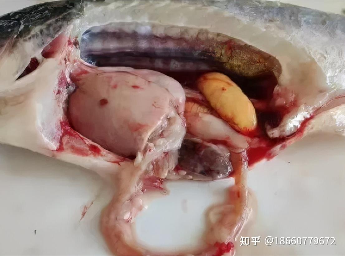 加州鲈肝脏发白问题频发注意这两个诱发原因