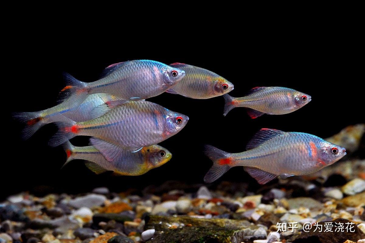 十大常见原生鱼 原生观赏鱼都有哪些 十大原生观赏鱼盘点