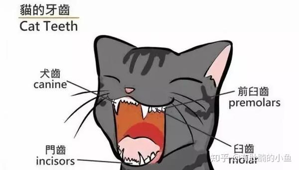 科普猫咪牙齿健康常识~【重要而鲜为人知的知识】 - 知乎