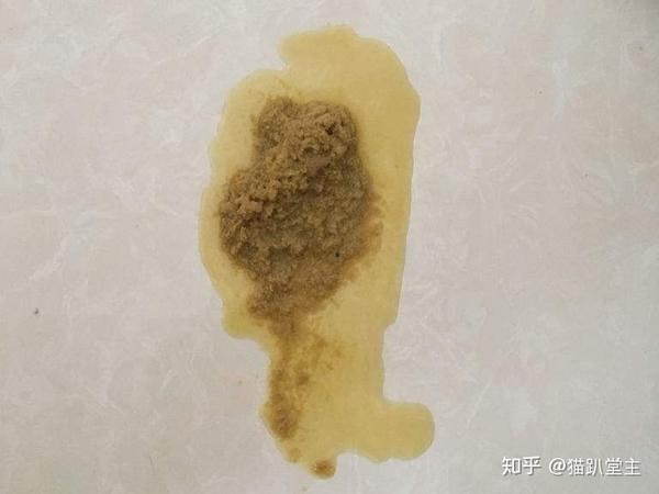 貓咪吐黃水怎麼辦