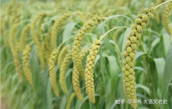 读《诗经》· 识“五谷”,在古诗词中读懂粮食! - 知乎
