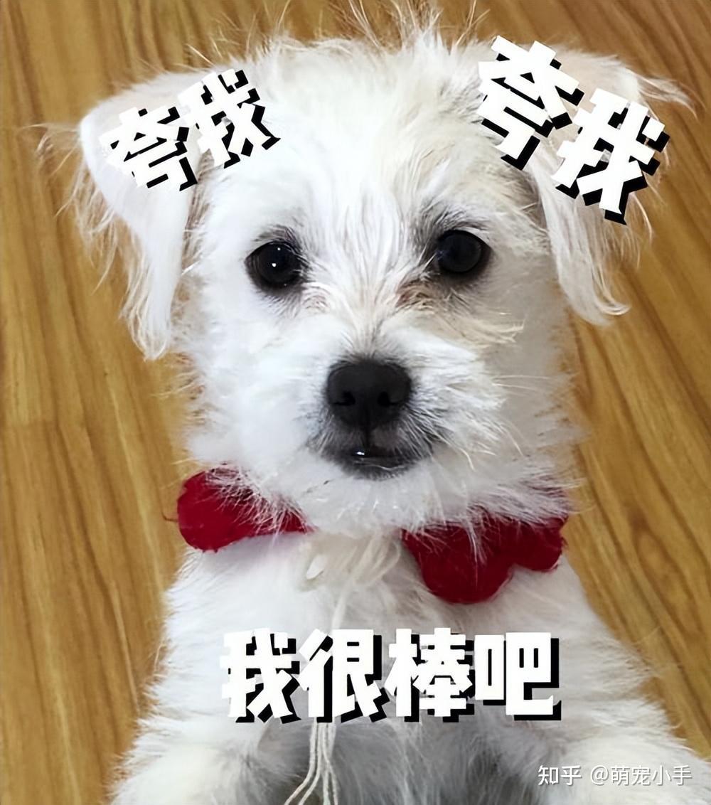 狗有时间概念吗？有，但是和我们的不太一样！ - 知乎
