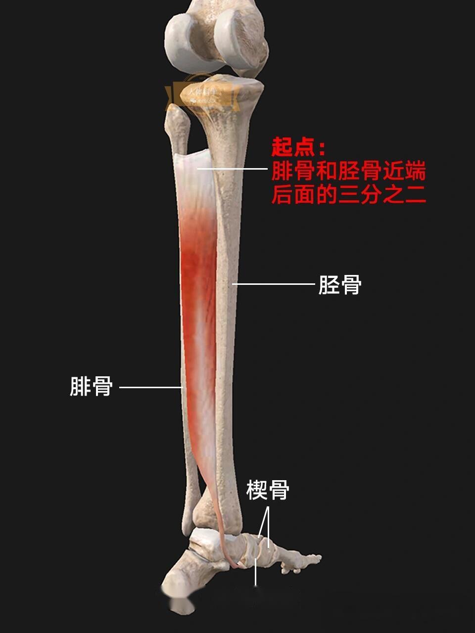 腿部肌肉 骨骼图片