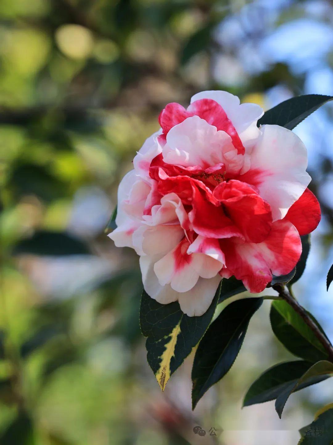 洱海公园茶花盛开风景无限好附美图