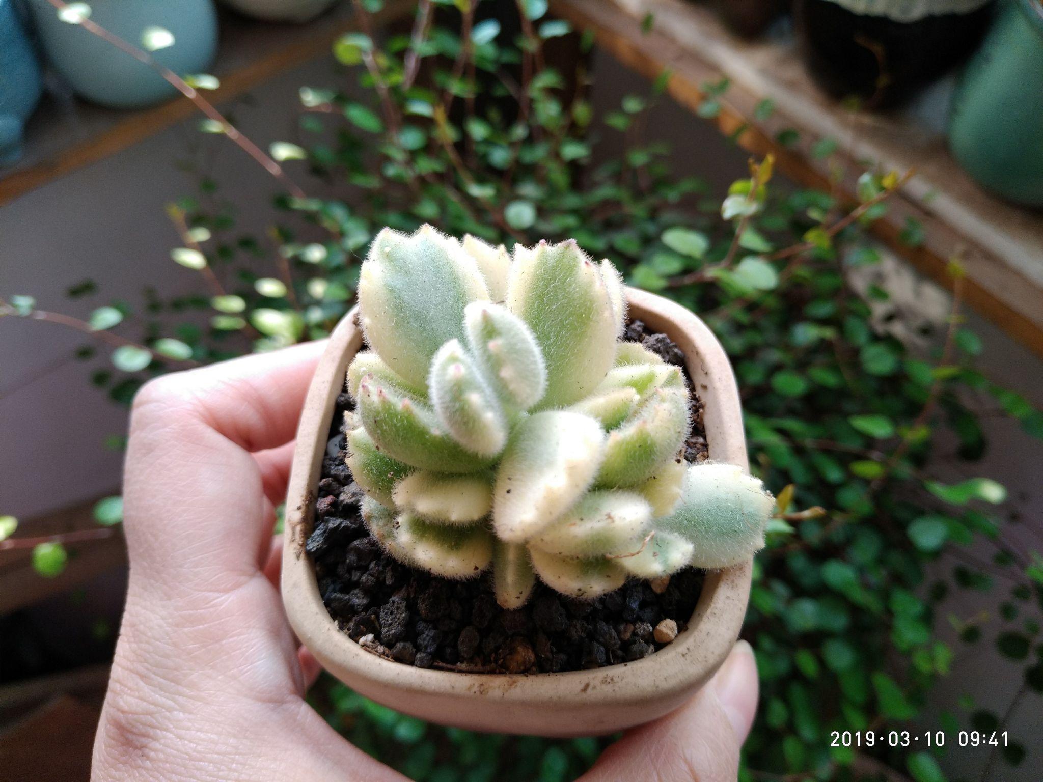 黑檀汁乌木:钱串:万圣节:猫眼:劳尔:月亮宝贝:冰莓:橙梦露:蜡笔:没拍