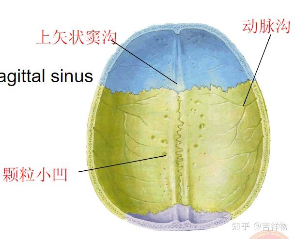 系统解剖学笔记1-颅骨 - 知乎