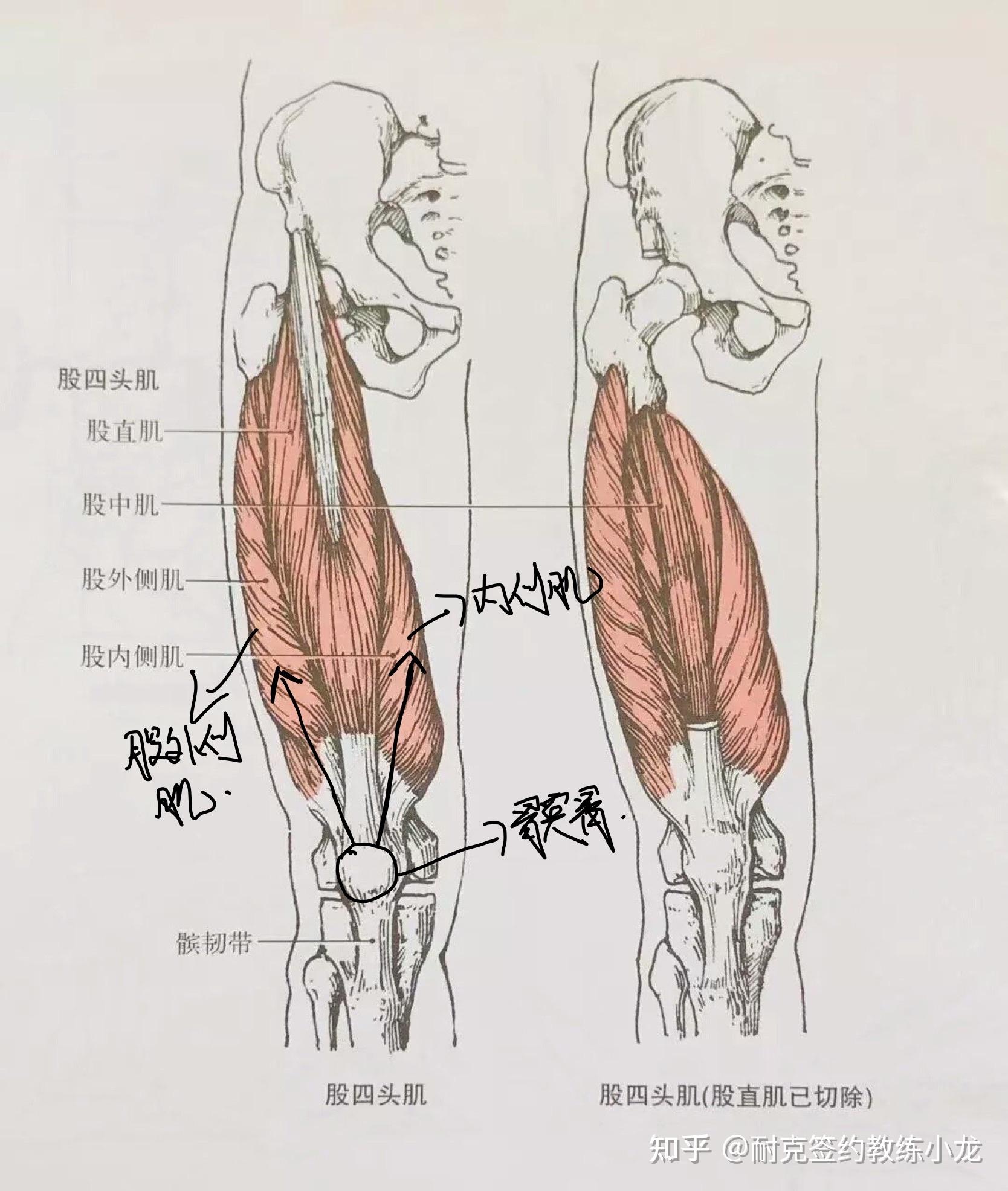 肌肉疼是否在长肌肉图片