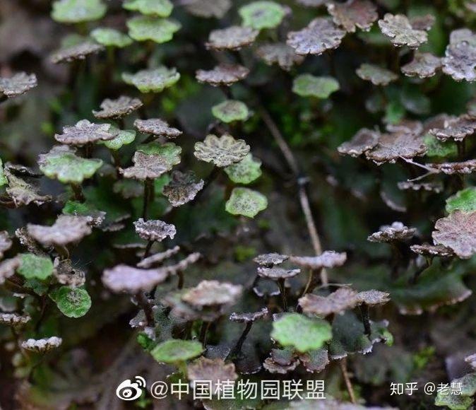 植物随笔| 苔藓—植物星球的小精灵 - 知乎