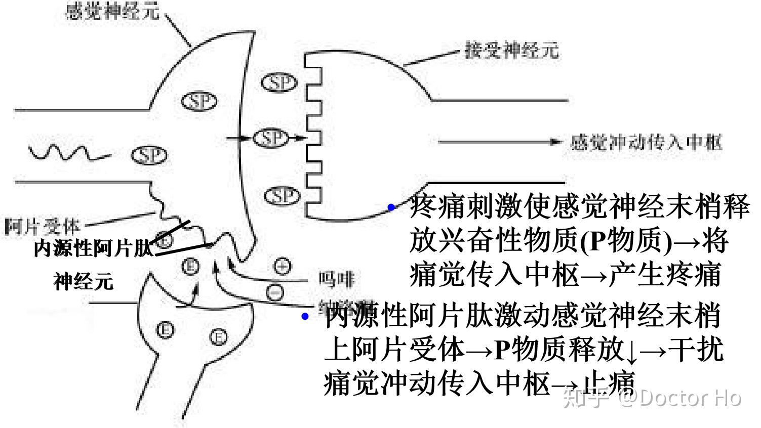 第15章 阿片类镇痛药