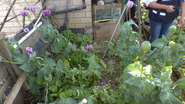 贵州女子楼顶种植900余株罂粟涮火锅被判刑