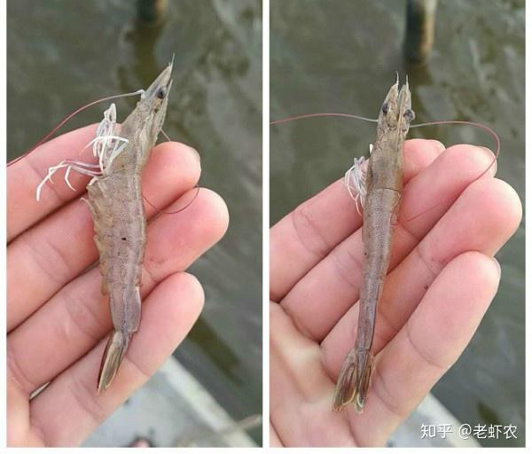 南美白对虾不能适应环境的征兆
