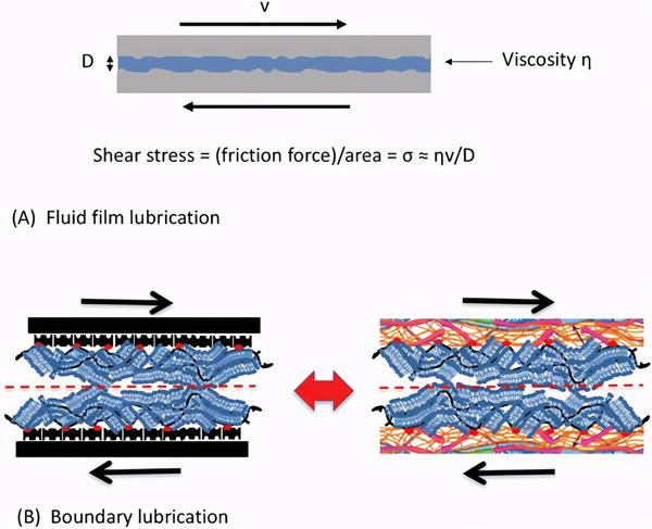 《Advanced Materials》软骨润滑的最新进展报告 知乎