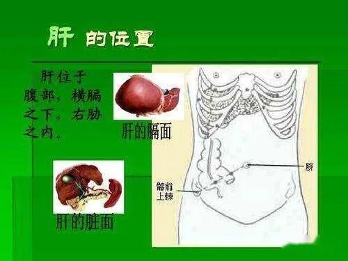 猪胆在肝的位置图片图片