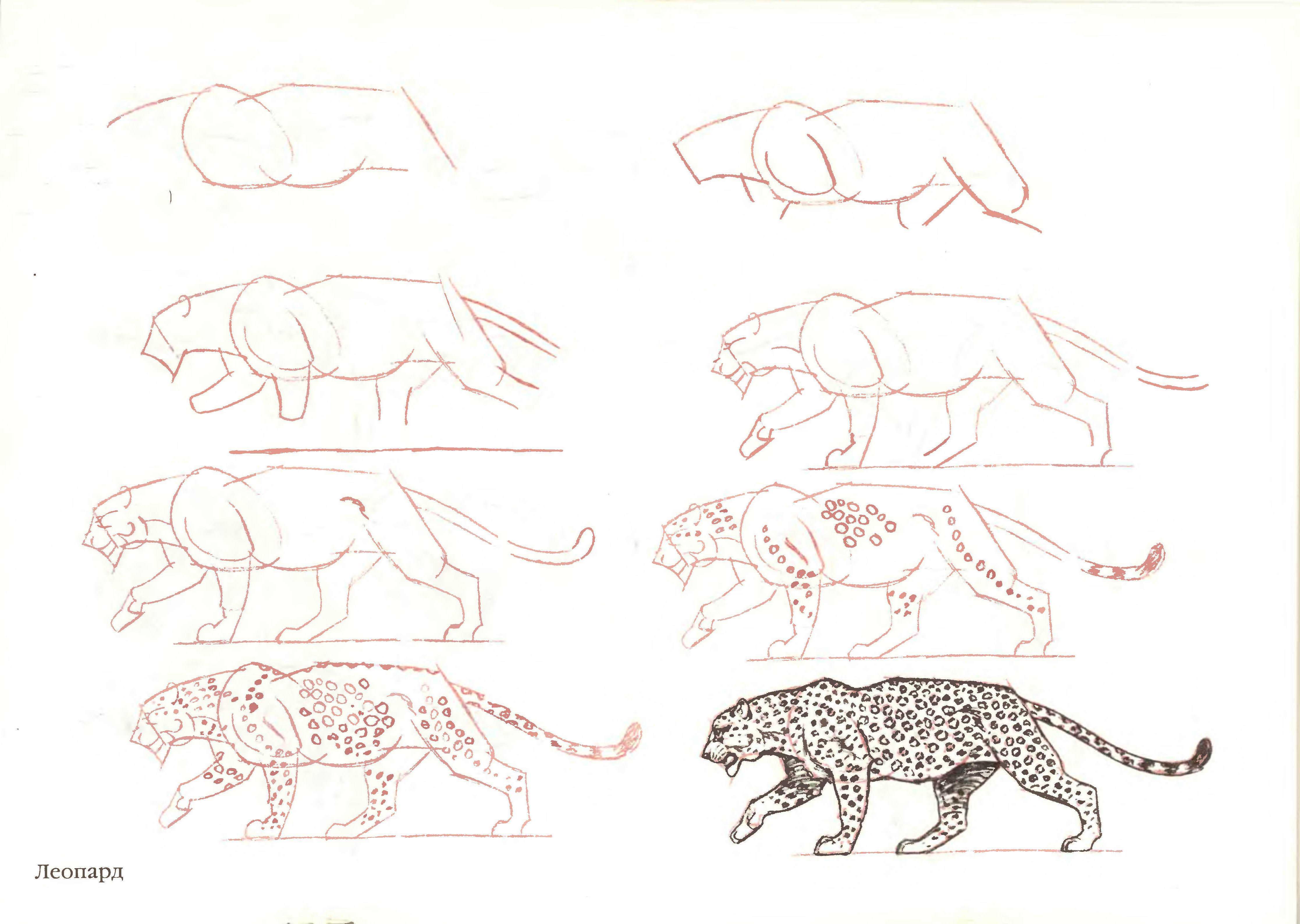 Рисунки леопарда карандашом для начинающих