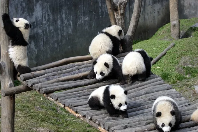 熊猫科学探秘馆