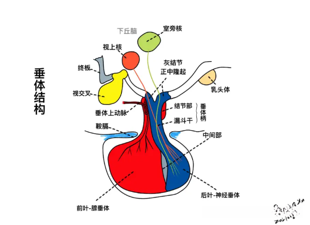 垂体及鞍区病变 - 知乎