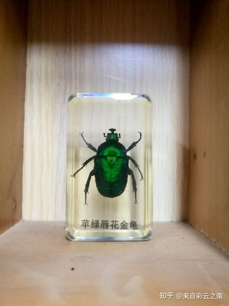 昆明人的冬日乐趣一赏滇朴遨游书海吃过桥米线