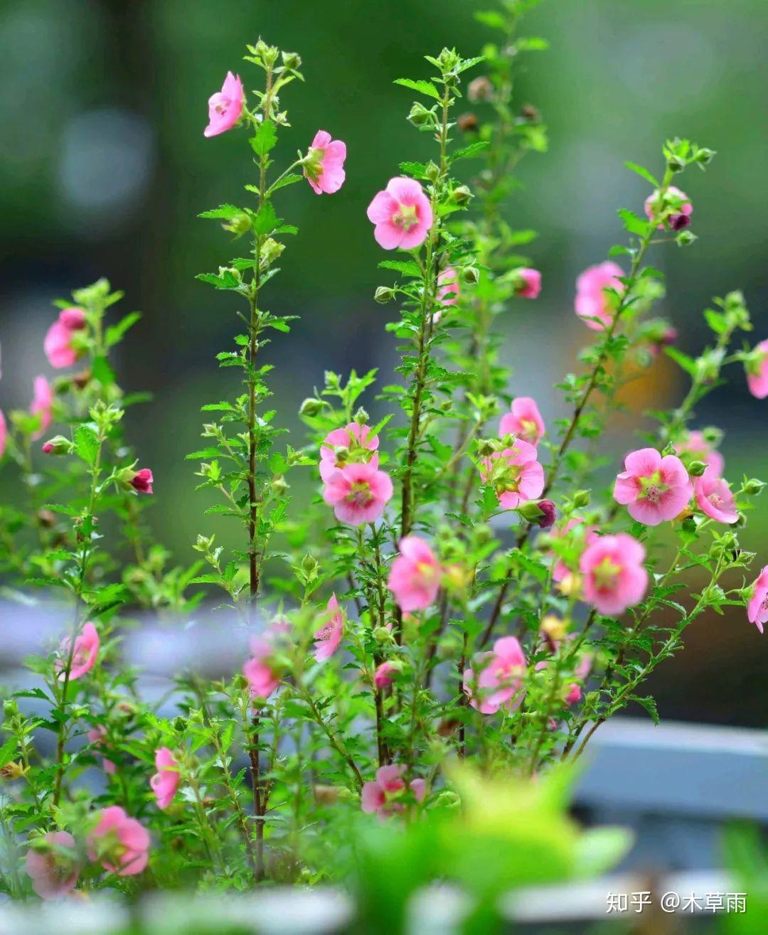 走进青州花卉——绚烂的木槿花 - 阿里巴巴商友圈