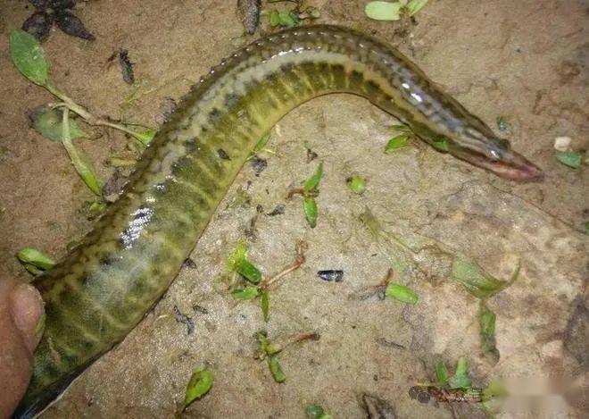 突破生长极限?贵州男子钓到变异刀鳅,长约半米重达1公斤