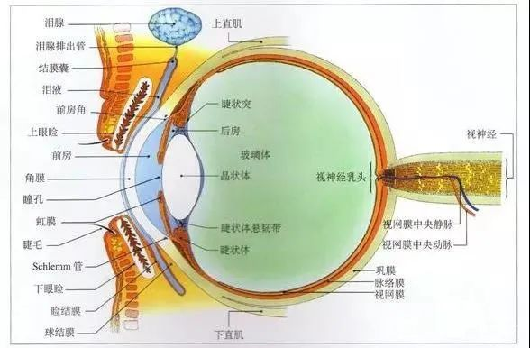 眼軸是什麼為什麼說眼軸長度和近視有關