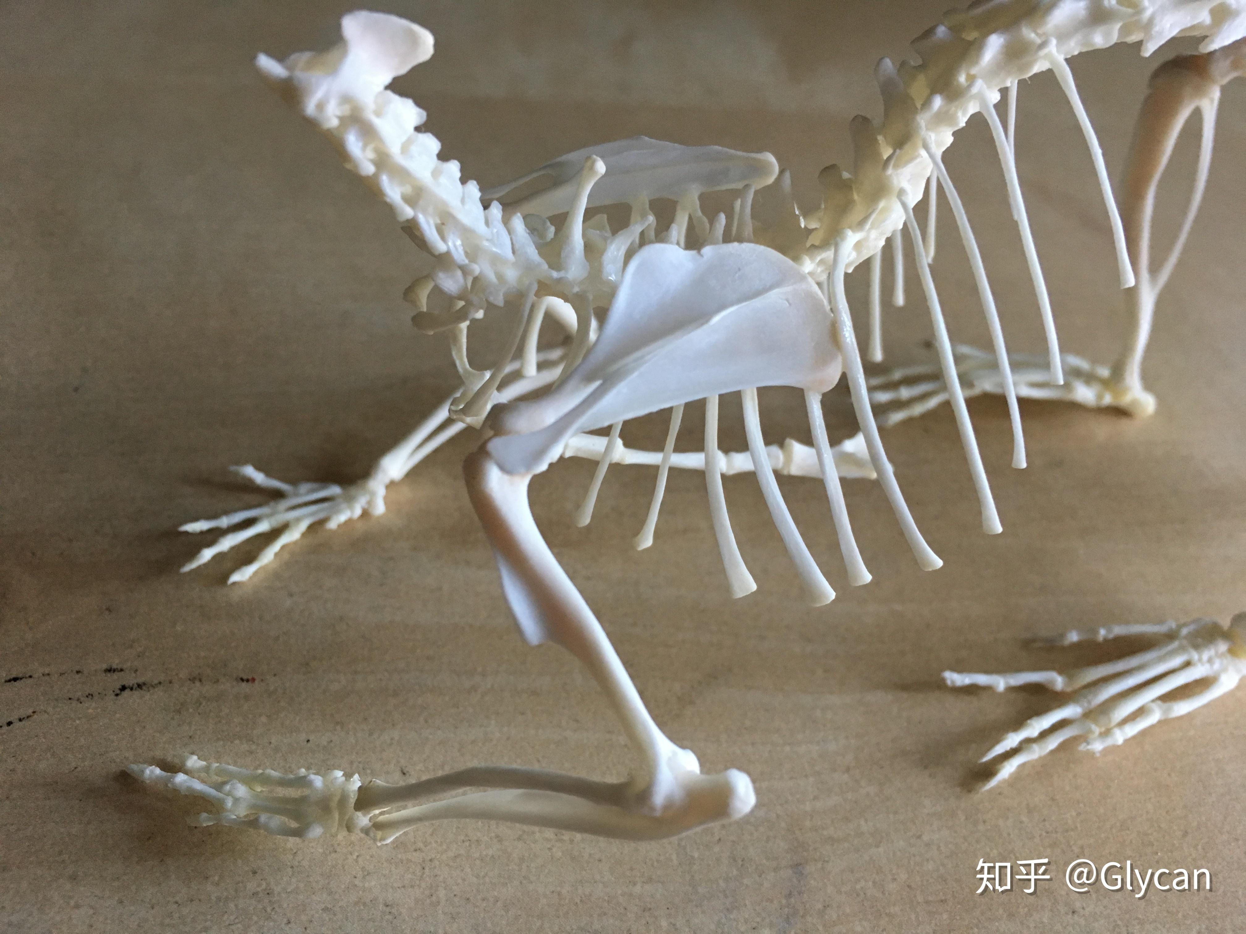动物骨骼标本是怎么制作的? - 知乎