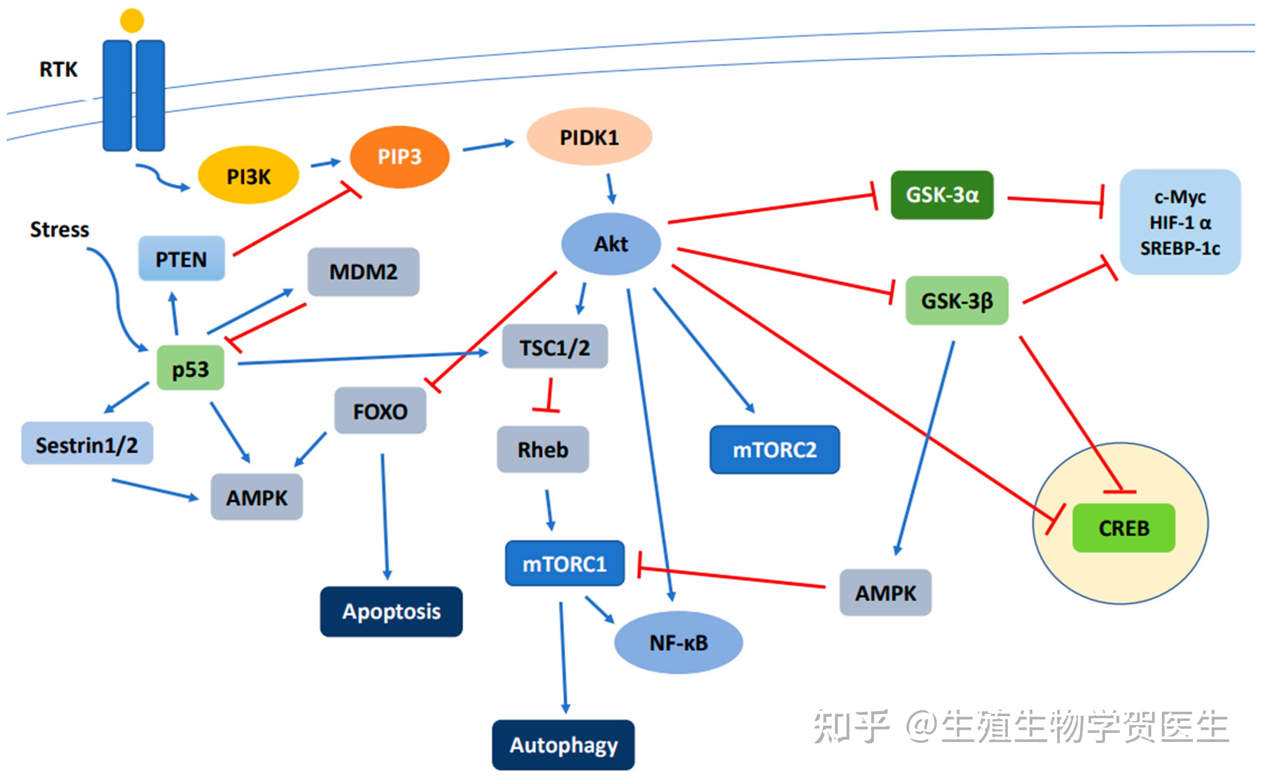 早发性卵巢功能不全相关信号通路研究进展 - 知乎