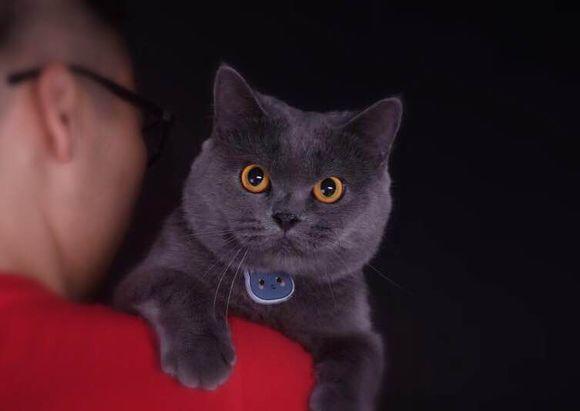怎么挑选好的蓝猫 v2-5aa10f66648e8381e0eb3b48060b243b_r.jpg